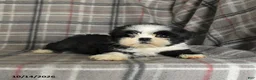 Shih Tzu dogs for sale: Tulip - Ad 4