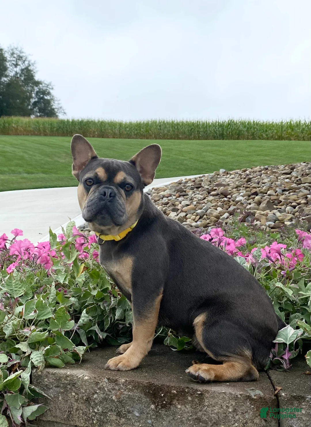 French Bulldog dogs for sale: Triston - Ad 2