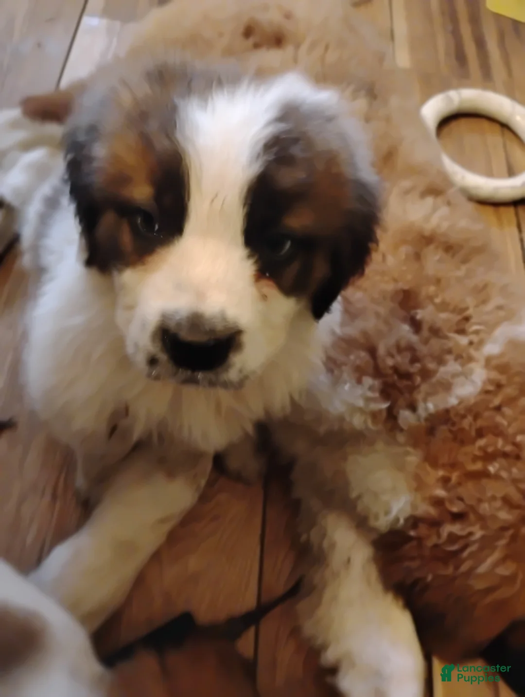 Saint Bernard dogs for sale: Saint Bernard Puppy 2 - Ad 2
