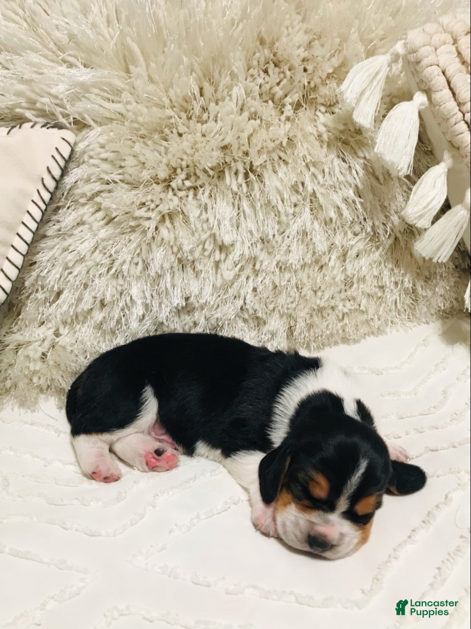 Basset Hound dogs Fred-Male - Ad 1