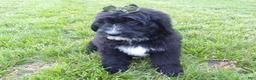 Bernedoodle dogs for sale: Tommy - Ad 3
