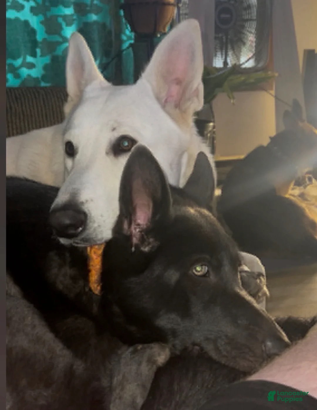 German Shepherd dogs for sale: German Shepherd Puppy 5 - Ad 4