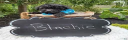 Toy Poodle dogs for sale: Blackie - Ad 6
