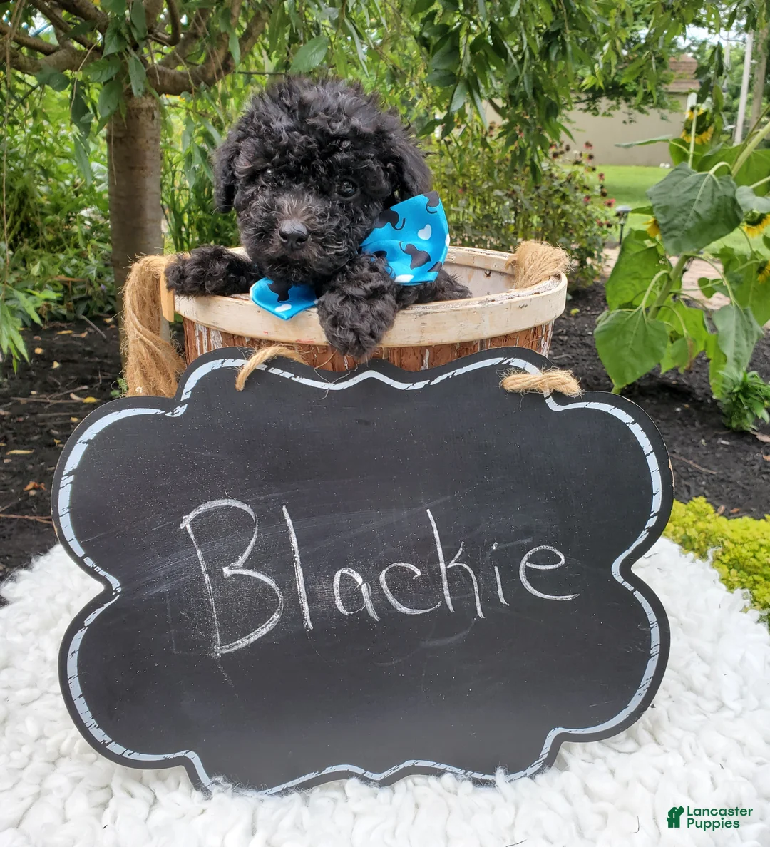 Toy Poodle dogs for sale: Blackie - Ad 6