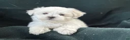 Maltese dogs for sale: APRI Maltese - Casper - Ad 3