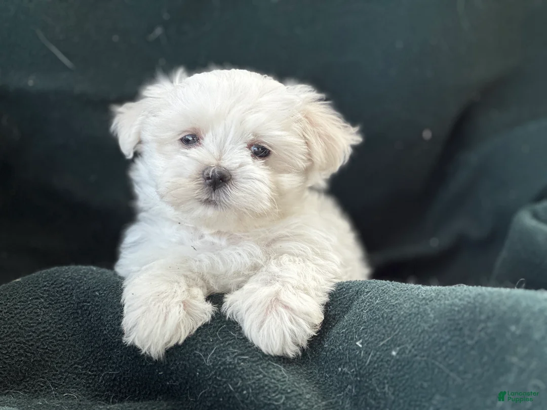 Maltese dogs for sale: APRI Maltese - Casper - Ad 3