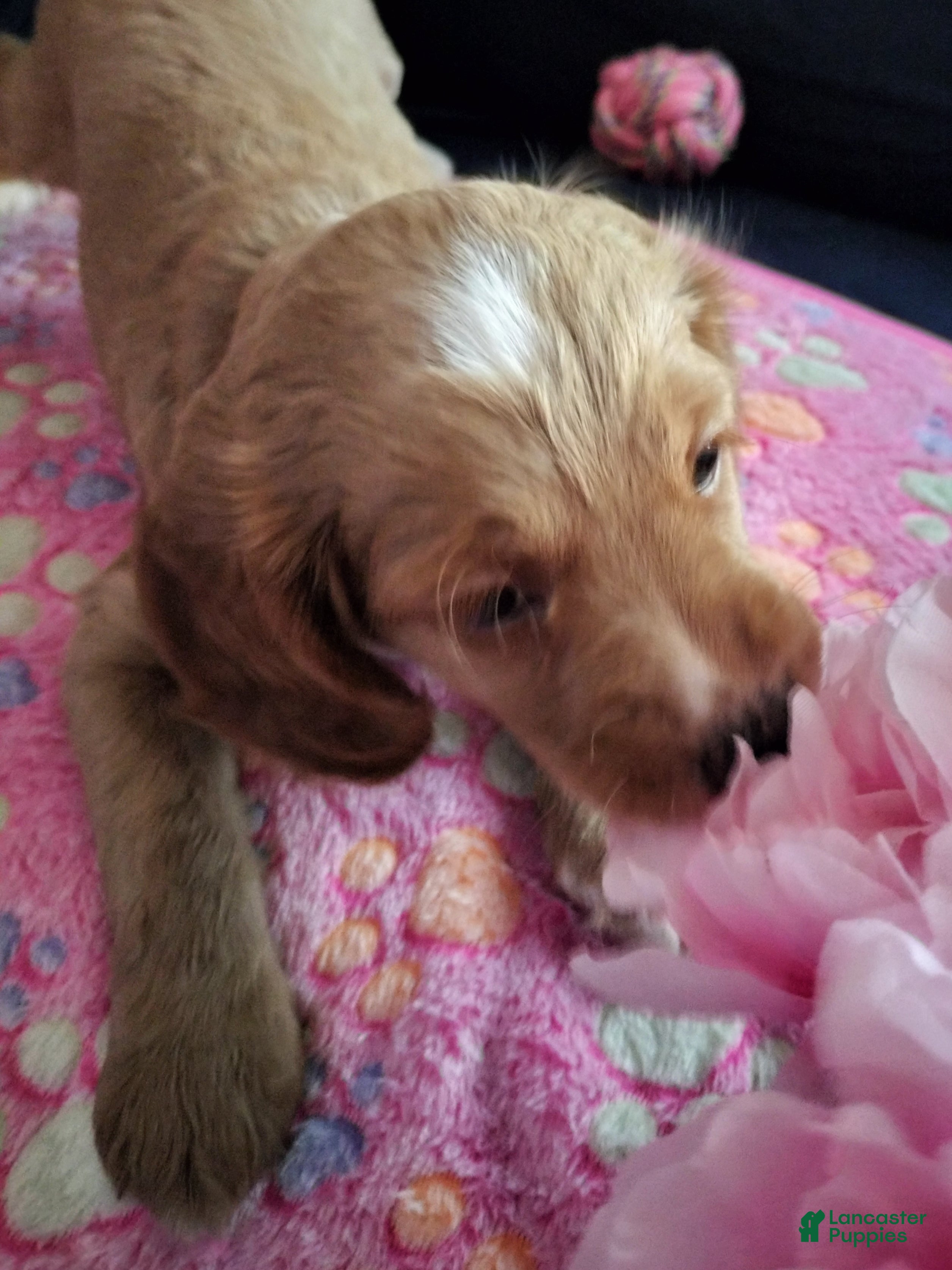 Cockapoo dogs Bambi - Ad 2