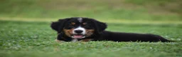 Bernese Mountain Dog dogs for sale: Trevor - Ad 14