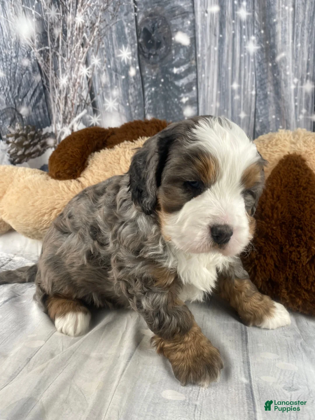 Mixed Breed dogs for sale: Reggie - Ad 5