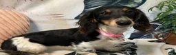 Miniature Dachshund dogs for sale: Miniature Dachshund 1 - Ad 3