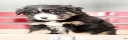 Miniature Australian Shepherd dogs for sale: Debbie - Ad 6