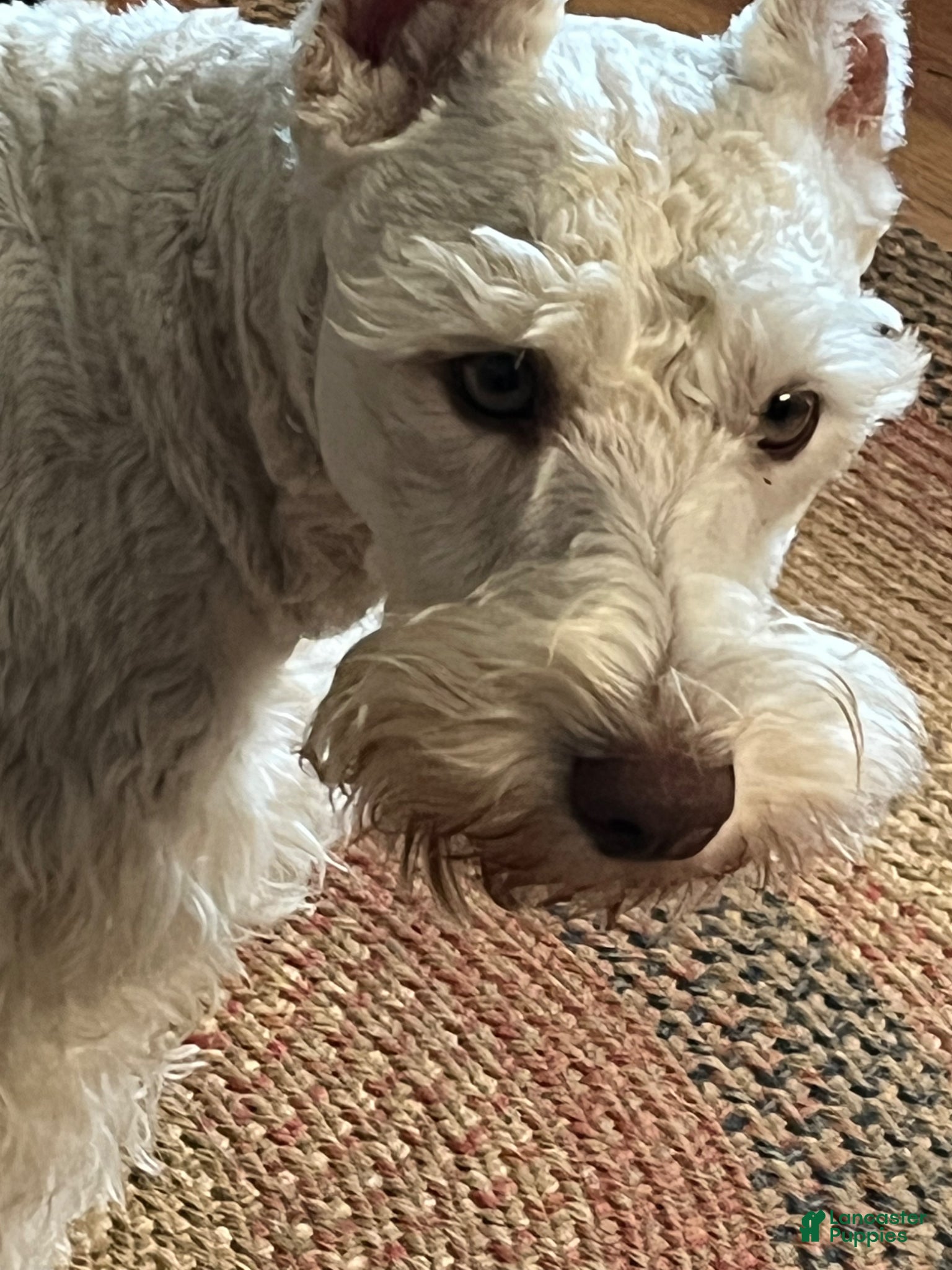 Miniature Schnauzer dogs Jojo - Ad 40