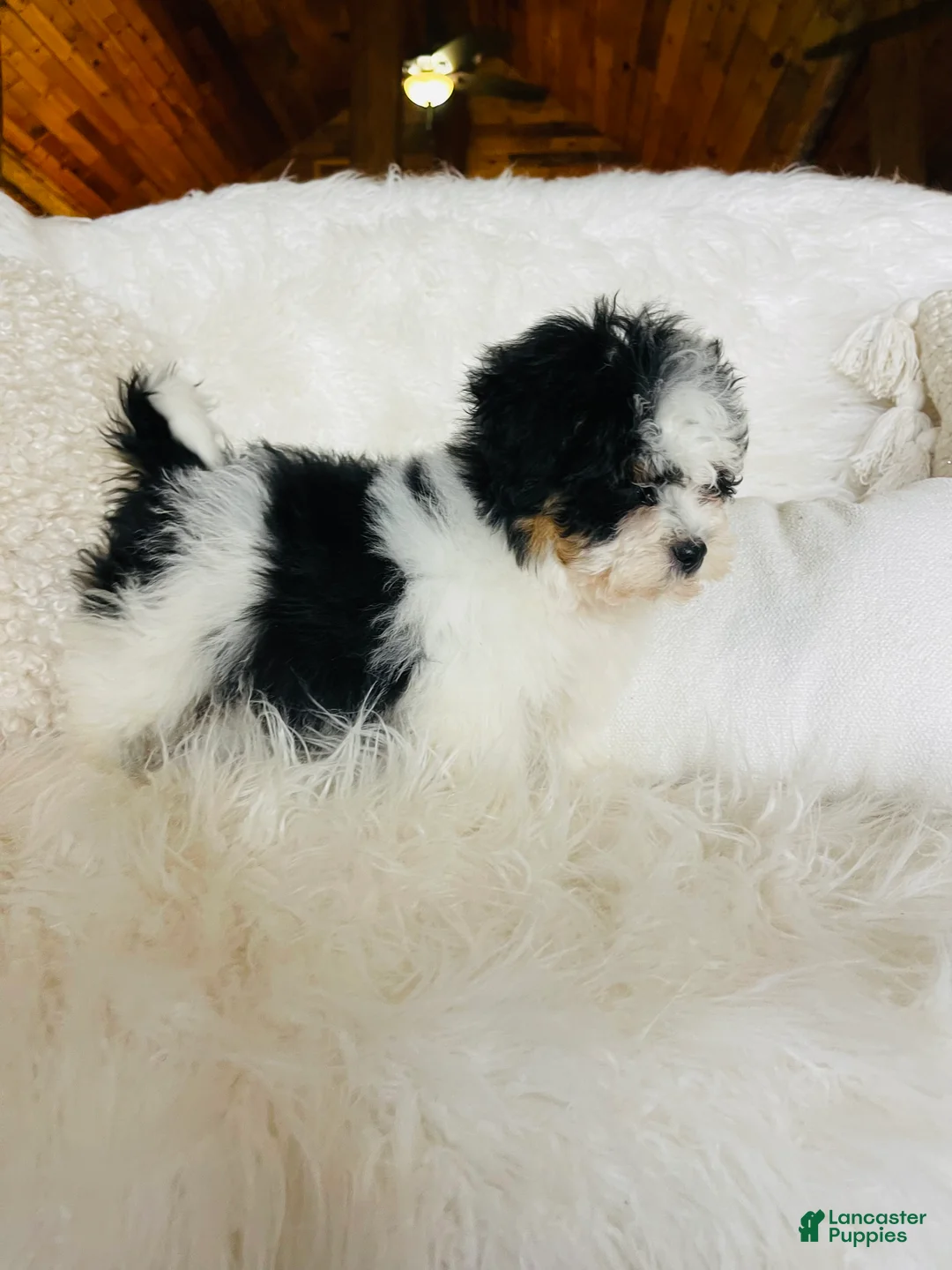 Mixed Breed dogs for sale: “Armani”-SPRING BREAK SALE - Ad 9