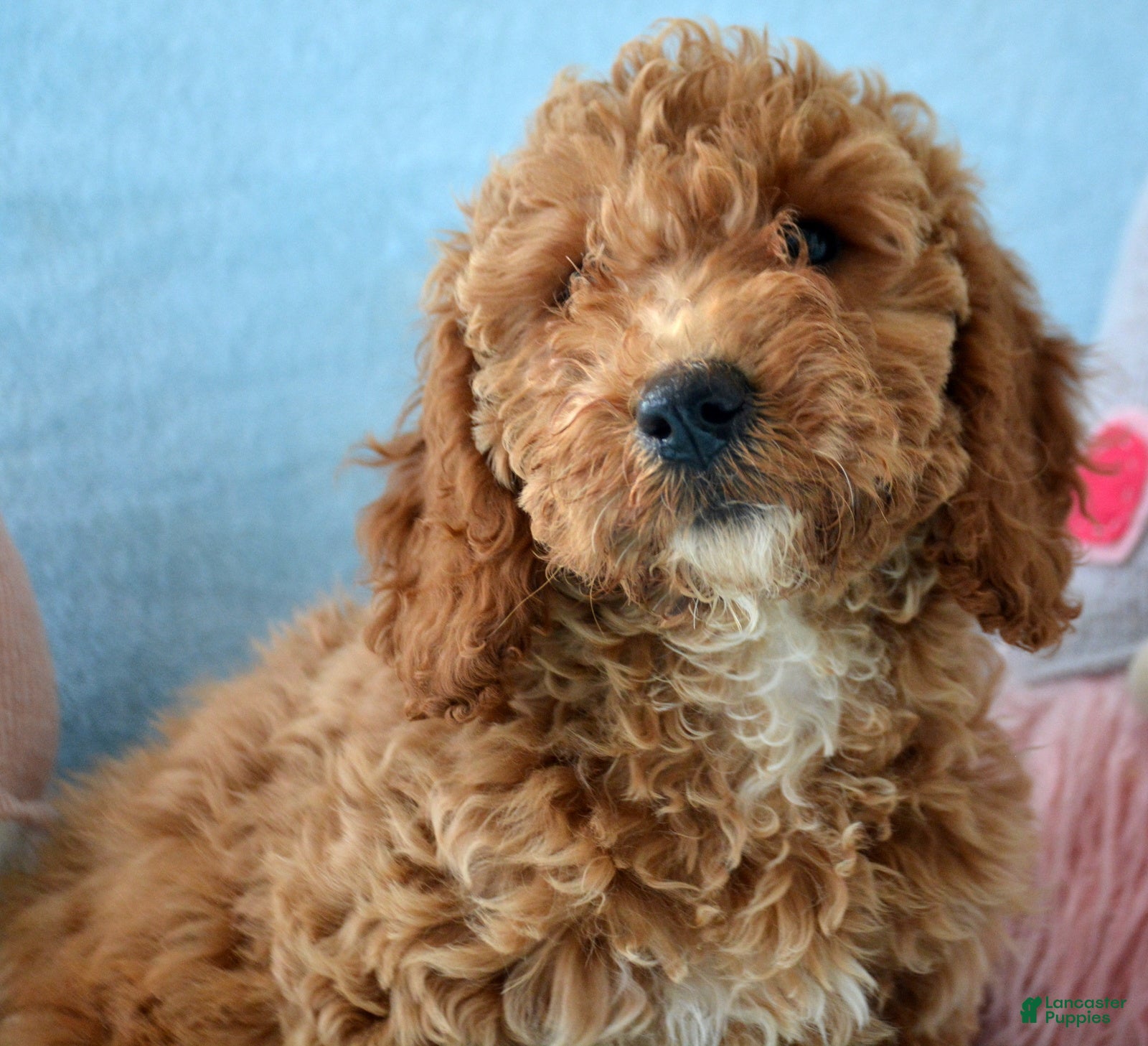 Goldendoodle dogs Mini Goldendoodle Puppy 5 Eva - Ad 36