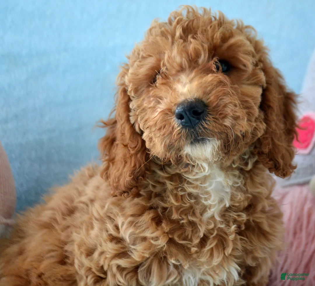 Goldendoodle dogs for sale: Mini Goldendoodle Puppy 5 Eva - Ad 2