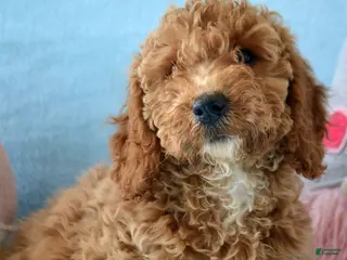 Goldendoodle dogs Mini Goldendoodle Puppy 5 Eva - Ad 36