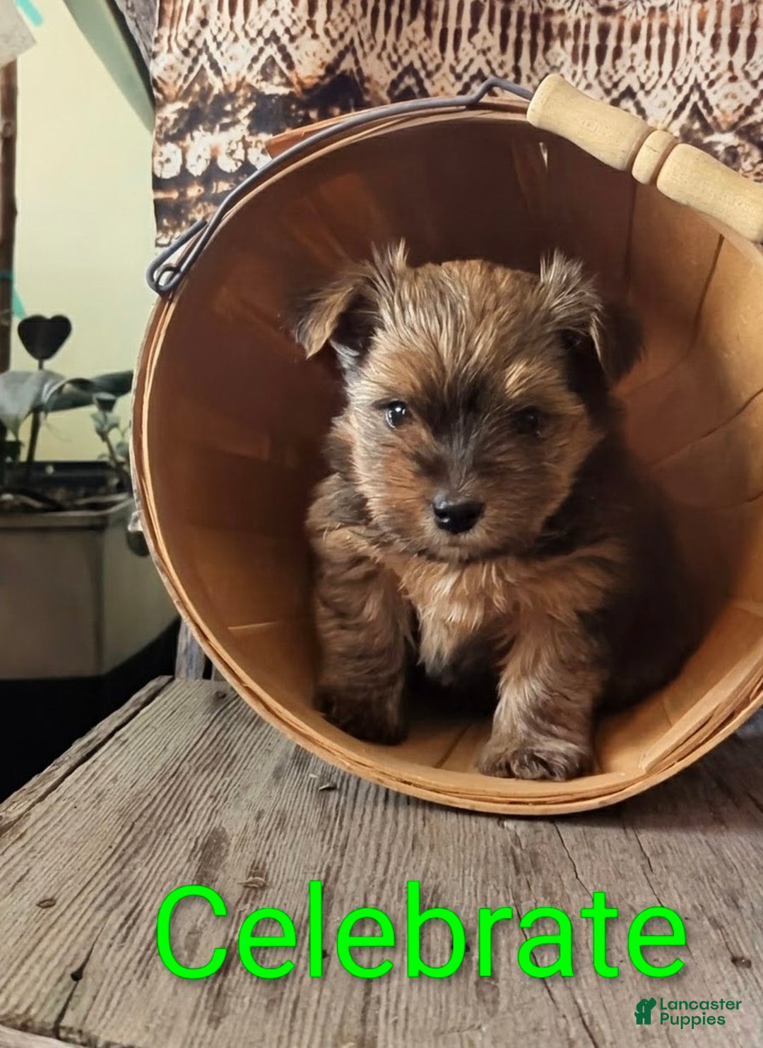 Yorkshire Terrier dogs for sale: Celebrate  - Ad 3