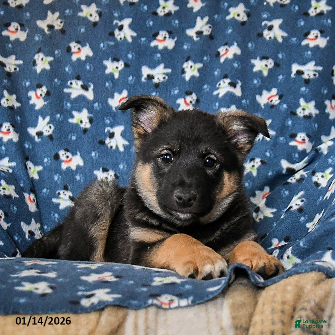 Mixed Breed dogs for sale: Roxie - Ad 2