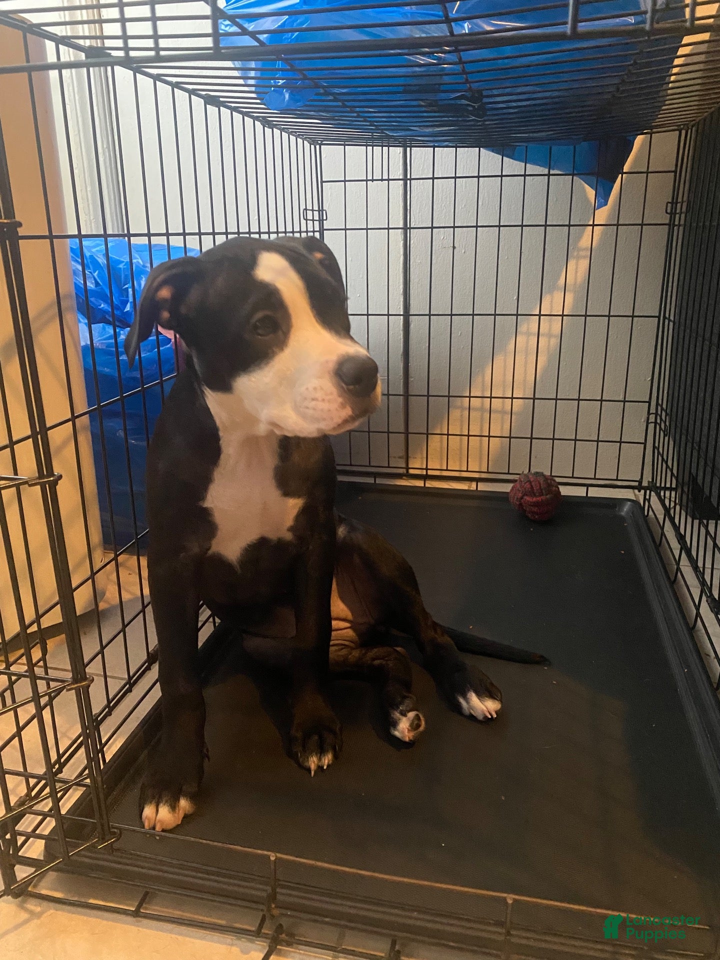 American Pit Bull Terrier dogs American Pit Bull Terrier 1 - Ad 19