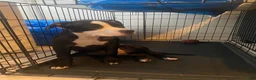 American Pit Bull Terrier dogs for sale: American Pit Bull Terrier 1 - Ad 1