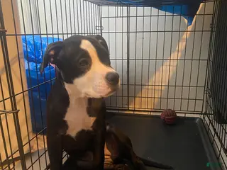 American Pit Bull Terrier dogs American Pit Bull Terrier 1 - Ad 19