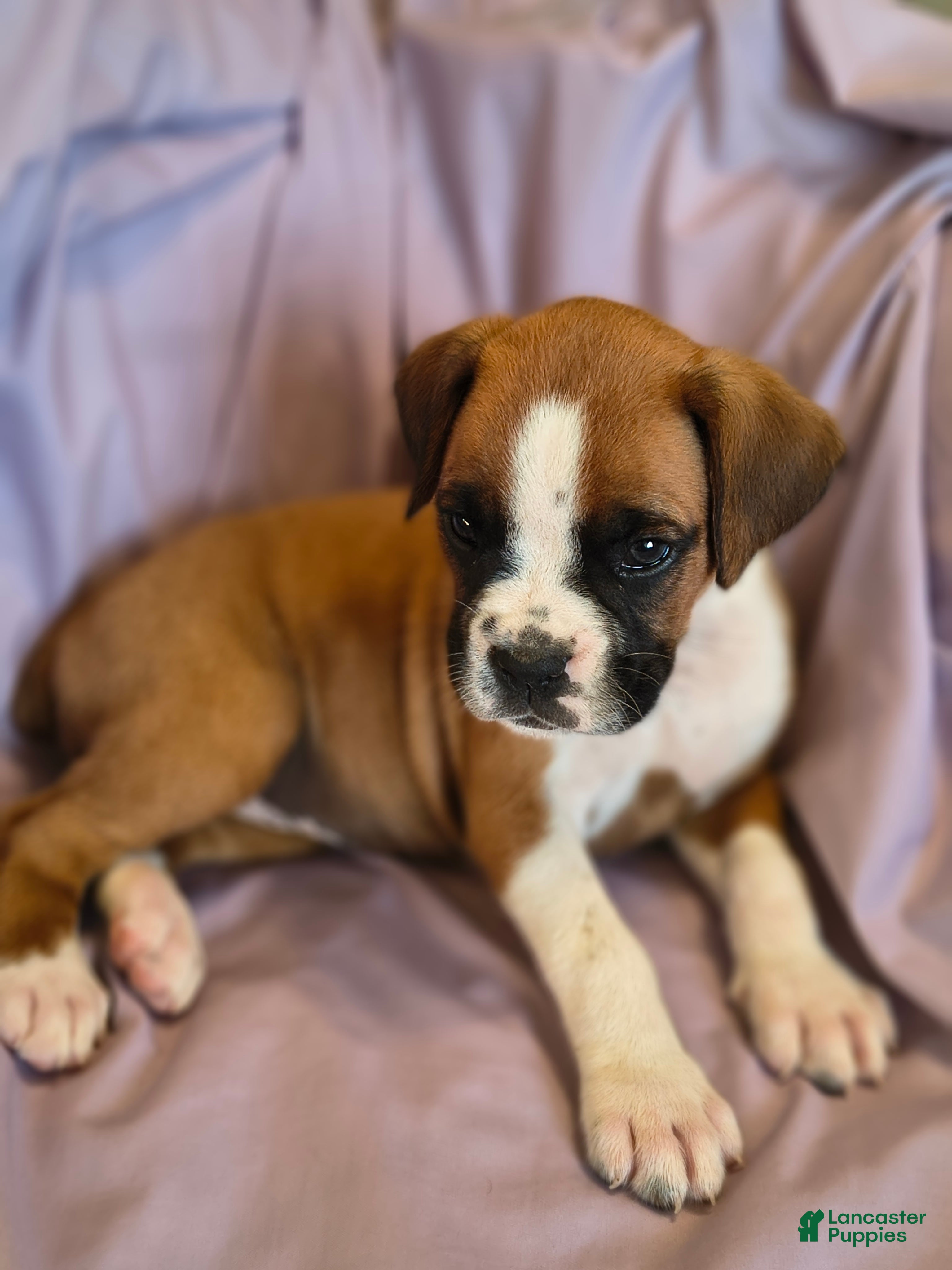 Boxer dogs Sage - Ad 1