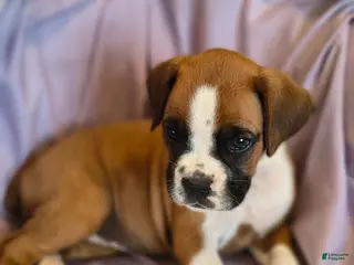 Boxer dogs for sale: Sage - Ad 4
