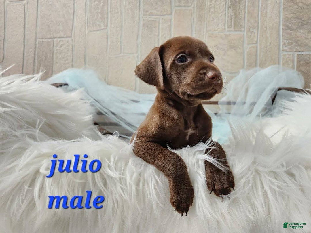 German Shorthaired Pointer dogs for sale: Julio - Ad 1
