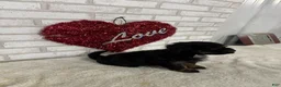 Maltipoo dogs for sale: Sophia - Ad 3