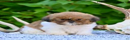 Shih Tzu dogs for sale: Remi - Ad 4