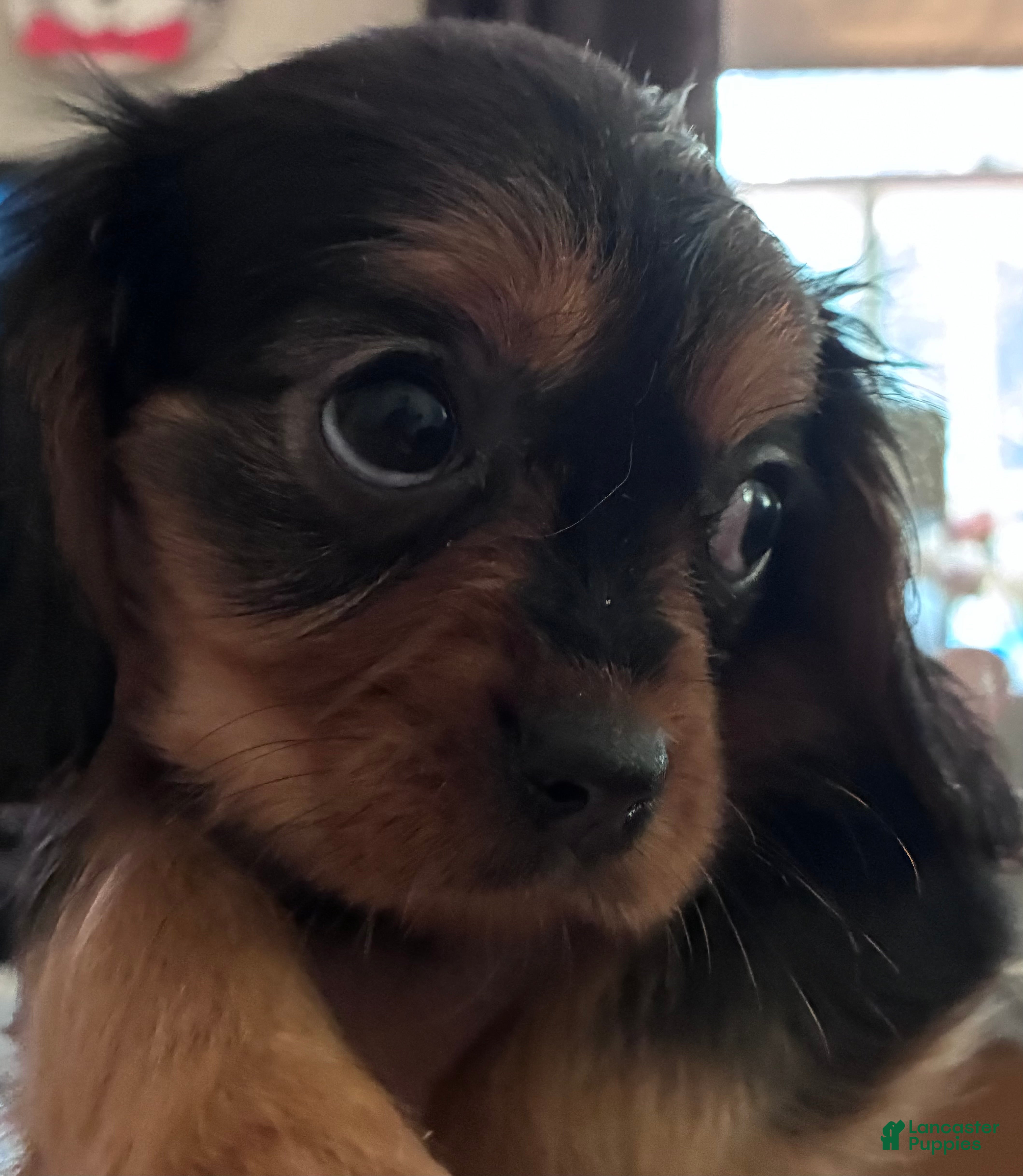 Cavalier King Charles Spaniel dogs Cavalier King Charles Spaniel Puppy 5 - Ad 1