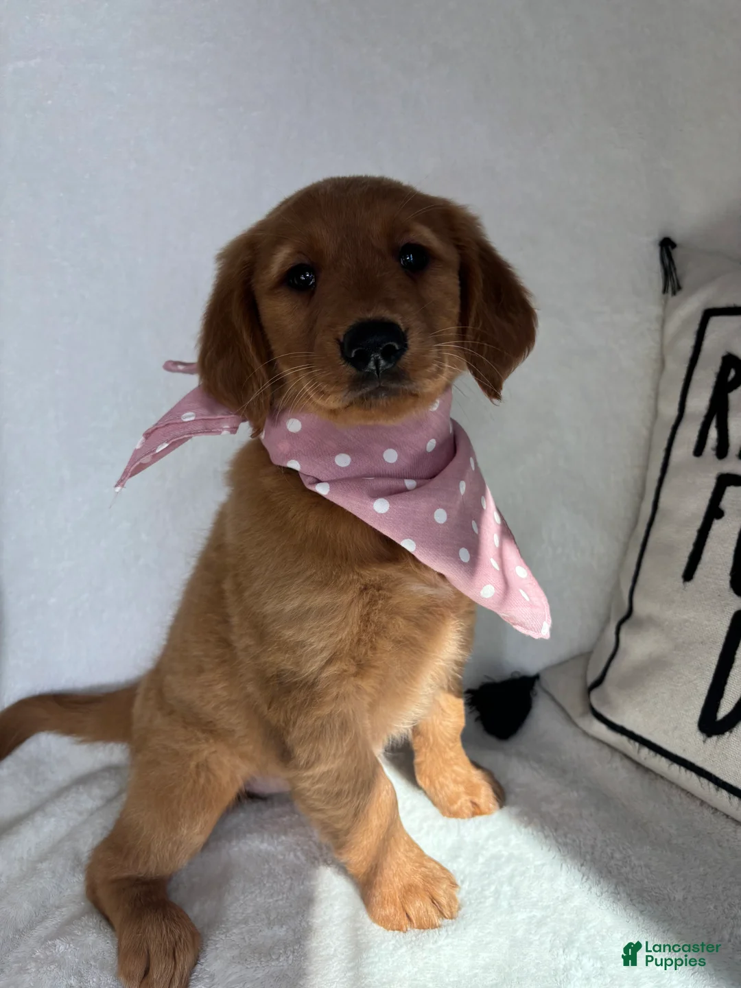 Golden Retriever dogs for sale: Gigi - Ad 1