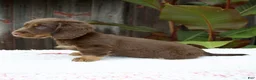 Miniature Dachshund dogs for sale: Austin - Ad 4