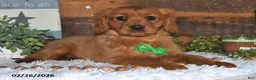 Miniature Golden Retriever dogs for sale: Cubit - Ad 3
