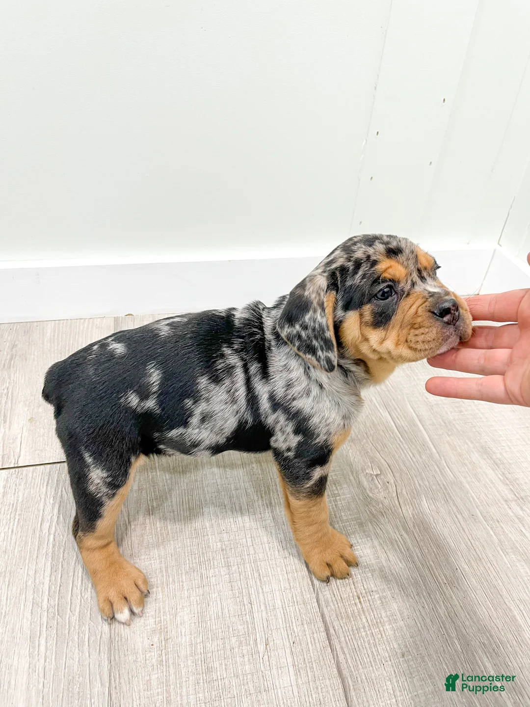 Mixed Breed dogs for sale: Gia - Ad 7