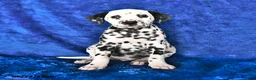 Dalmatian dogs for sale: Freckles - Ad 1