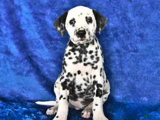 Dalmatian dogs for sale: Freckles - Ad 1