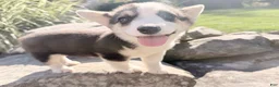 Welsh Corgi Pembroke dogs for sale: Kelsy - Ad 7