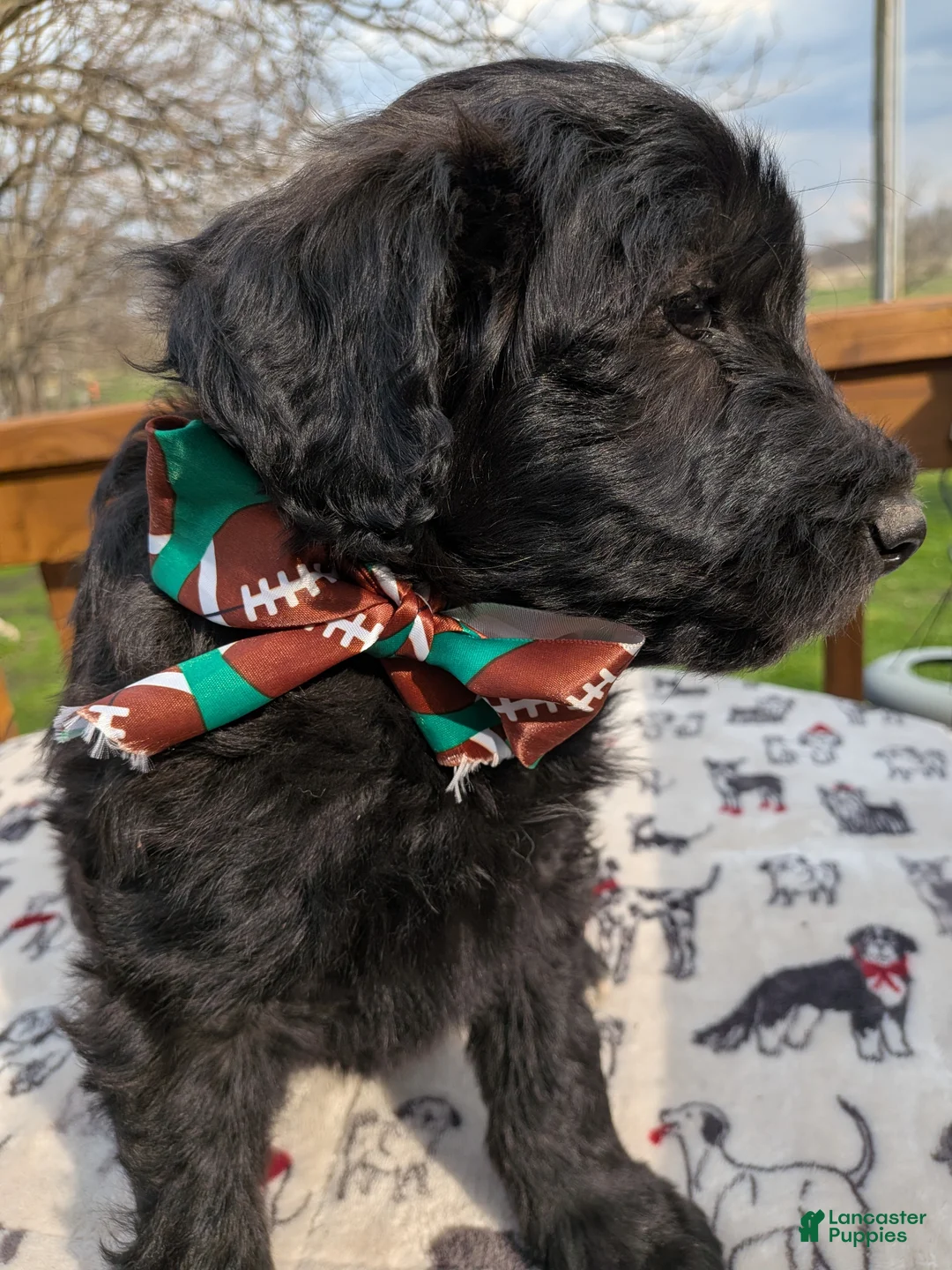 Bordoodle dogs for sale: Bordoodle Puppy 2 - Ad 2