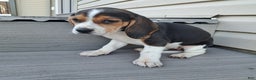 Beagle dogs for sale: JOSIE - Ad 4