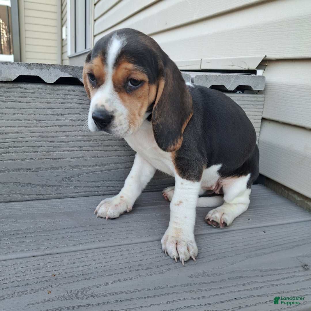 Beagle dogs for sale: JOSIE - Ad 4