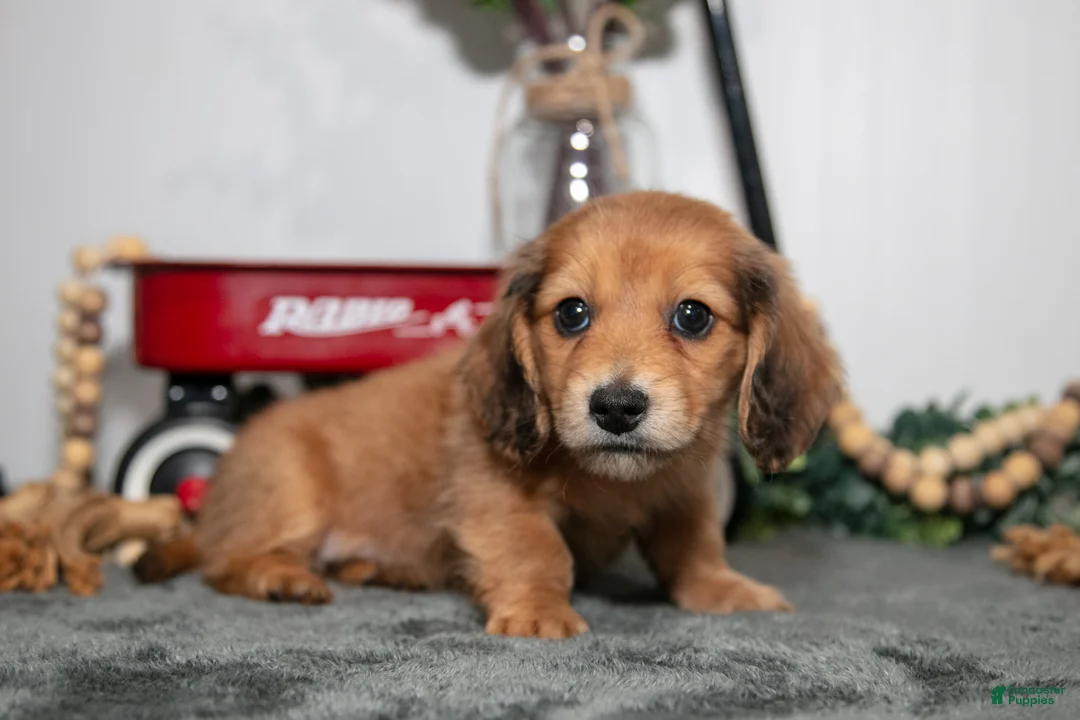 Miniature Dachshund dogs for sale: Dash - Ad 2