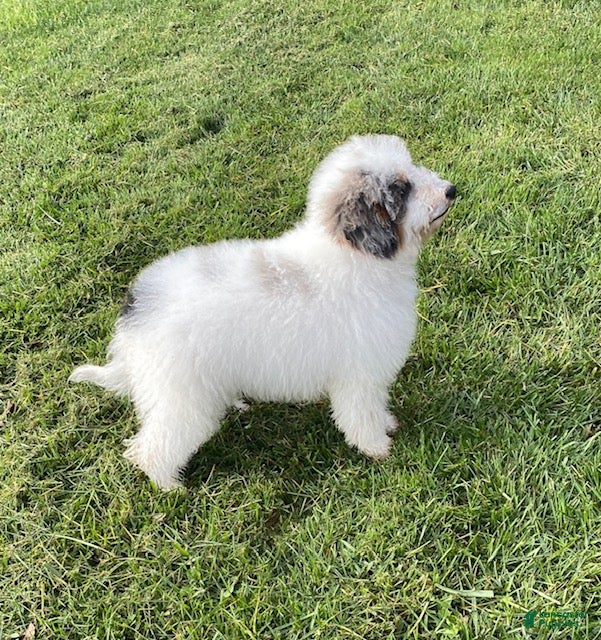 Mini Bernedoodle dogs Jeffrey - Ad 2