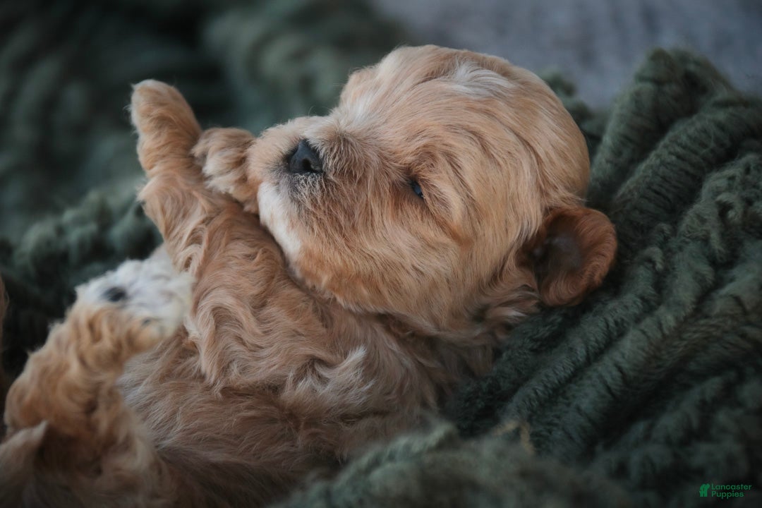 Shihpoo dogs Harold Shihpoo  - Ad 2
