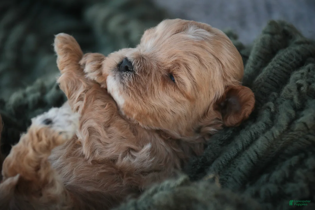 Shihpoo dogs for sale: Harold Shihpoo  - Ad 2