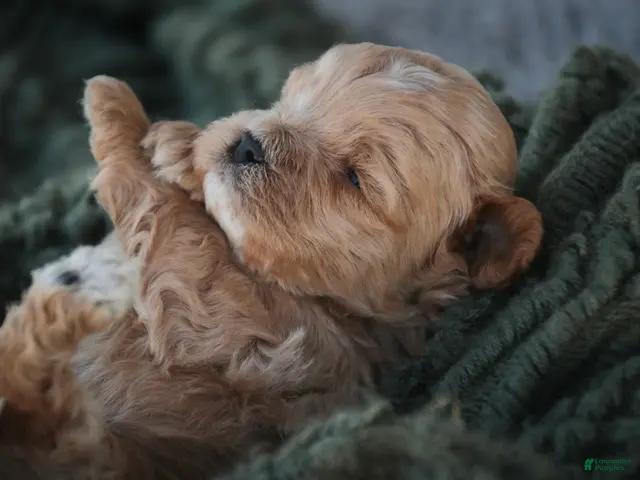 Shihpoo dogs Harold Shihpoo - Ad 2