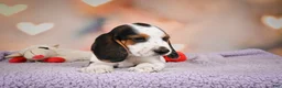 Beagle dogs for sale: OTIS - Ad 9
