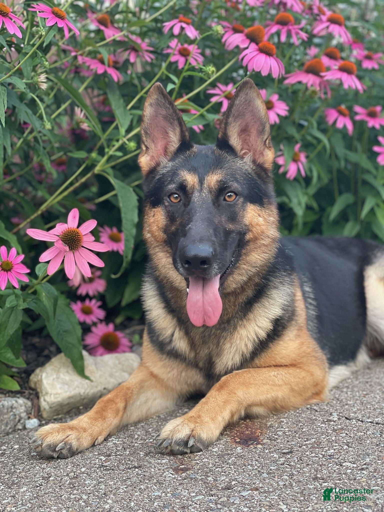 German Shepherd dogs for sale: sky - Ad 1
