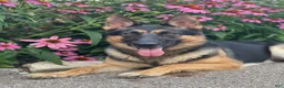 German Shepherd dogs for sale: sky - Ad 1