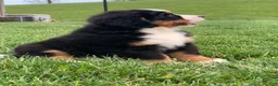 Bernese Mountain Dog dogs for sale: Willow  - Ad 15